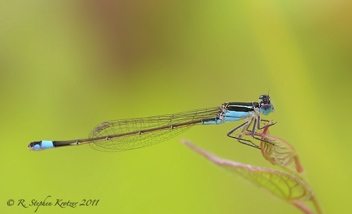 Ischnura ramburii, female